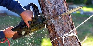 Best Tree Trimming and Pruning  in New Vienna, OH