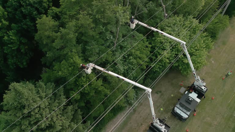  New Vienna, OH Tree Services Pros