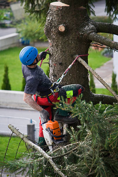 Best Tree Risk Assessment  in New Vienna, OH