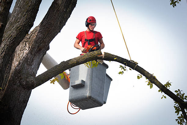 Best Tree Mulching  in New Vienna, OH